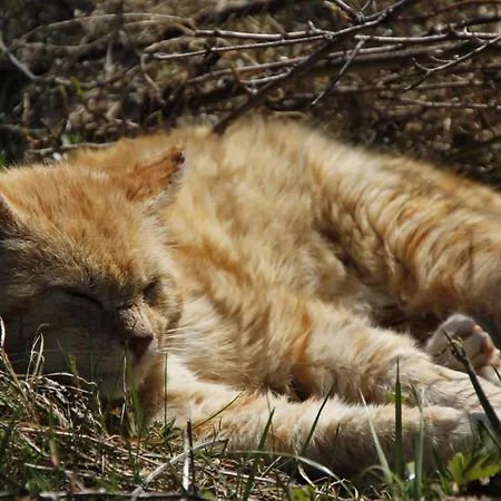 Vakantieboerderij Sonnleit'n 7 Abtenau